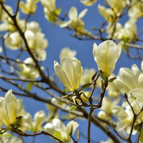 1 szt, Magnolie Yellow Lantern - Setzlinge: Ilość w opakowaniu: 1 szt