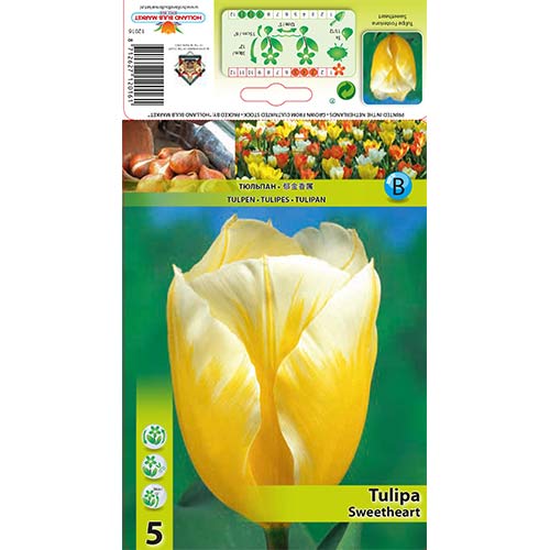 5 Stück, Tulpe Sweetheart - Blumenzwiebeln: Ilość w opakowaniu: 5 Stück