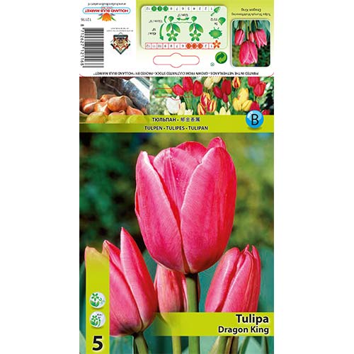5 Stück, Tulpe Dragon King - Blumenzwiebeln: Ilość w opakowaniu: 5 Stück