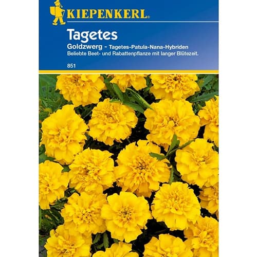 1 szt, Tagetes Goldzwerg - Samen: Ilość w opakowaniu: 1 Stück