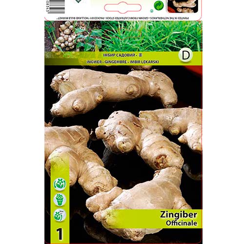 1 szt, Ingwer (Zingiber) - Samen: Ilość w opakowaniu: 1 Stück