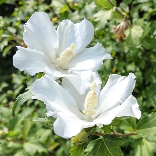 1 Pflanze(n), Hibiskus William R. Smith - Setzlinge: Ilość w opakowaniu: 1 Pflanze(n)