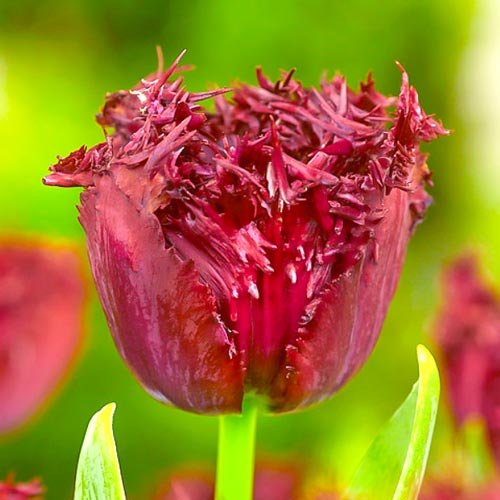 8 Stück, Tulpe Labrador - Blumenzwiebeln: Ilość w opakowaniu: 8 Stück