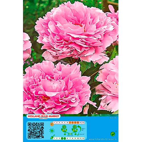 1 Stück, Pfingstrose rosa - Blumenzwiebeln: Ilość w opakowaniu: 1 Stück