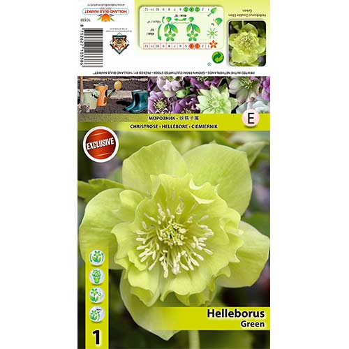 1 Stück, Christrose Double Ellen Green - Stauden: Ilość w opakowaniu: 1 Stück
