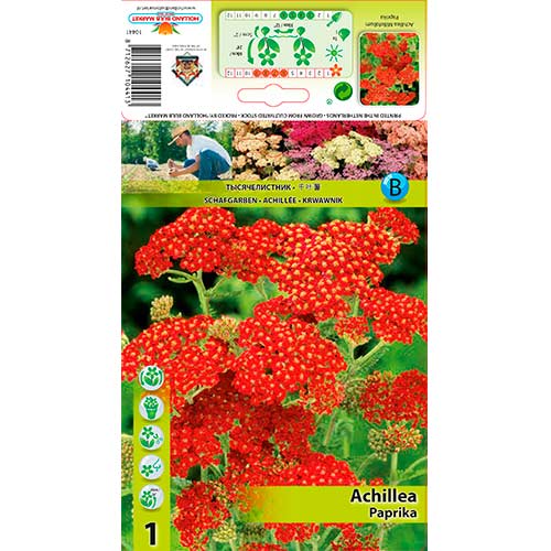 1 Stück, Schafgarbe Paprika - Stauden: Ilość w opakowaniu: 1 Stück
