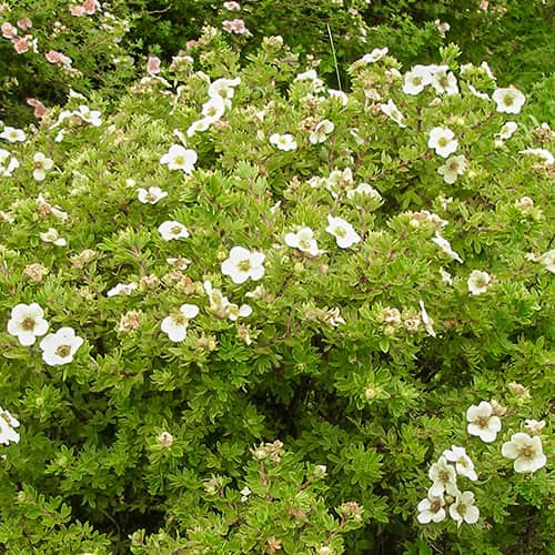 1 none, Fingerstrauch Tilford Cream - Setzlinge: Ilość w opakowaniu: 1 none