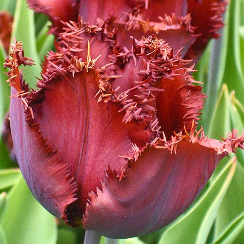 5 Stück, Tulpe Black Jewel - Blumenzwiebeln: Ilość w opakowaniu: 5 Stück