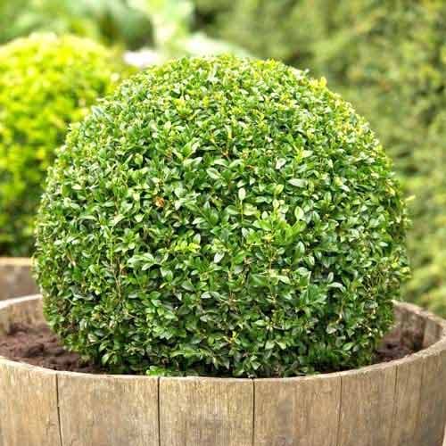 1 Pflanze(n), Buchsbaum Sempervirens - Setzlinge: Ilość w opakowaniu: 1 Pflanze(n)