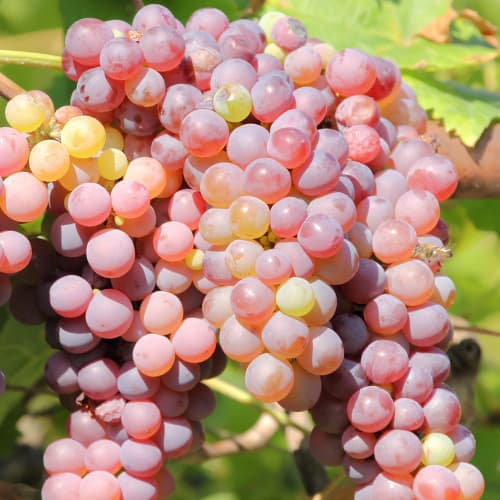 1 Pflanze(n), Weintraube Einset Seedless - Setzlinge: Ilość w opakowaniu: 1 Pflanze(n)