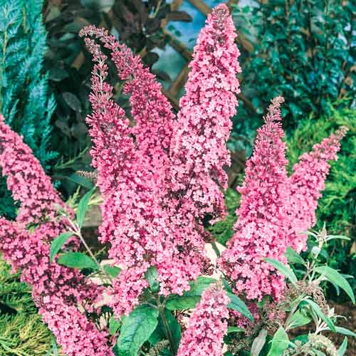 1 Pflanze(n), Buddleia Pink Delight, С2 - Setzlinge: Ilość w opakowaniu: 1 Pflanze(n)