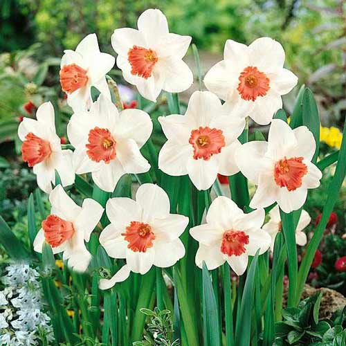 5 Stück, Narzisse Pink Charm - Blumenzwiebeln: Ilość w opakowaniu: 5 Stück