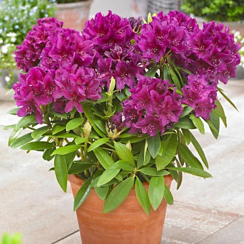 1 Pflanze(n), Rhododendron Polarnacht - Setzlinge: Ilość w opakowaniu: 1 Pflanze(n)