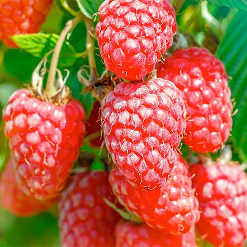Amora - framboesa Gigant - Plântulas: Ilość w opakowaniu: 1 plant