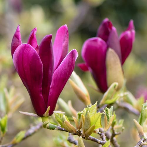 Magnólia Nígra - Plântulas: Ilość w opakowaniu: 1 plant