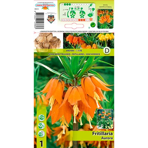 Fritillaria Aurora - Bulbos: Ilość w opakowaniu: 1 bulbe