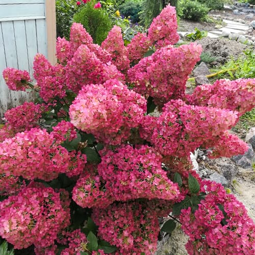 Bouquet de hortênsias Sunday Fraise - Plântulas: Ilość w opakowaniu: 1 plant