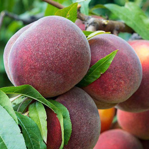 Pêssego Kingpart, С2 - Plântulas: Ilość w opakowaniu: 1 plant