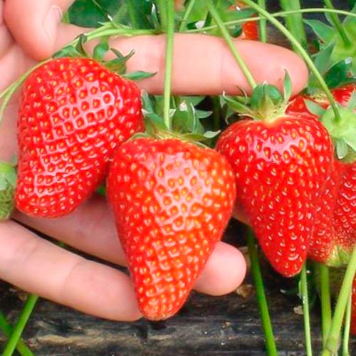 Morango Asia - Plântulas: Ilość w opakowaniu: 5 plant