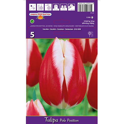 Tulip Pole Position - Bulbos: Ilość w opakowaniu: 5 bulbe