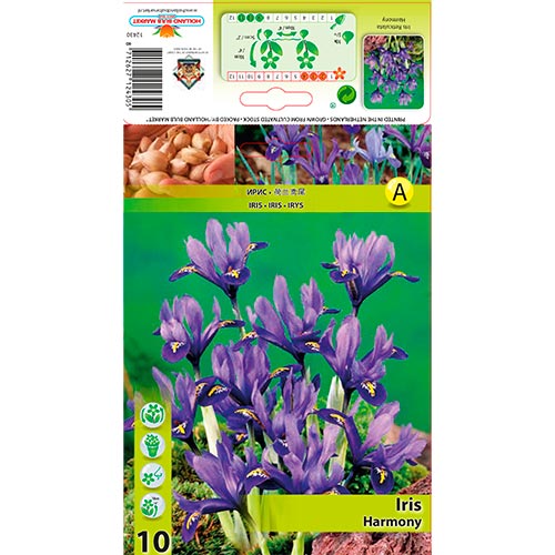 Iris reticulé Harmony - Bulbos: Ilość w opakowaniu: 10 bulbos