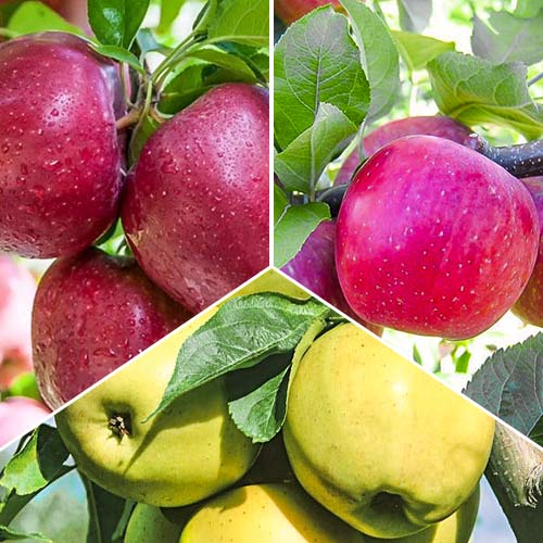 Trío de manzanos, 3 plantones - Plántulas: Ilość w opakowaniu: 3 plantas