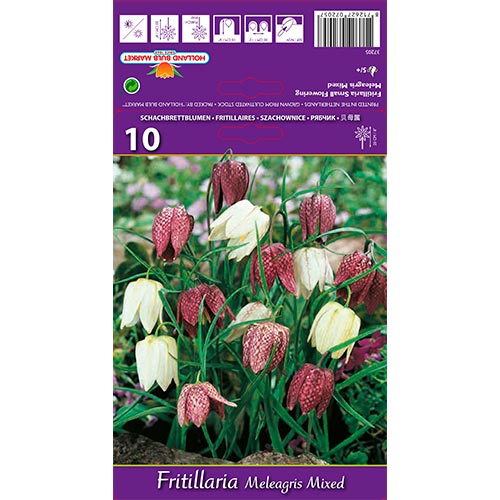 Fritillaria Meleagris Mixta - Bulbos: Ilość w opakowaniu: 10 bulbos