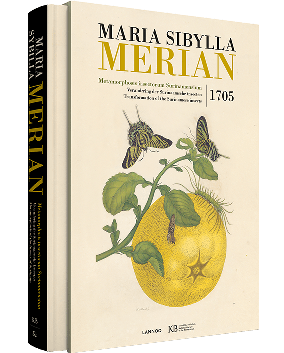 Metamorphosis Insectorum Surinamensium