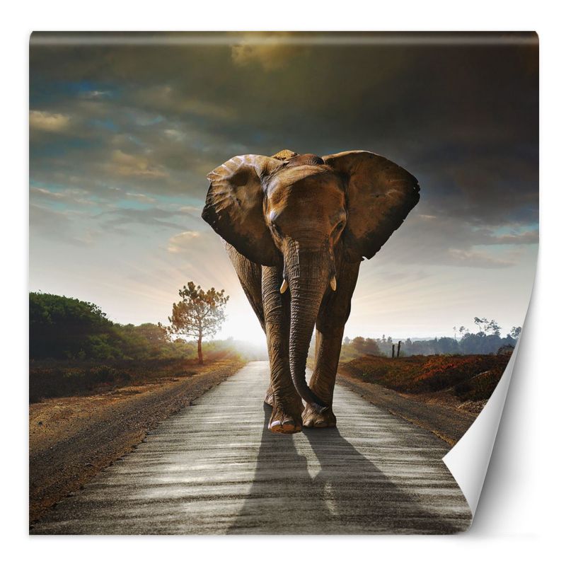 Fototapeta Feeby Słoń maszerujący drogą 250x250 1 szt