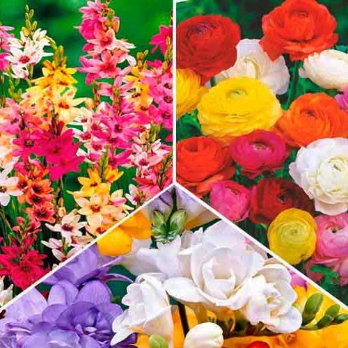 1 szt, Super oferta! Zestaw Frezja Double, Iksja, Jaskier, mix kolorow - Cebule: Ilość w opakowaniu: 30 cebul
