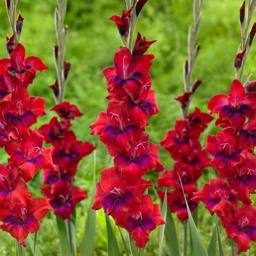 1 szt, Gladiola (Mieczyk) wielkokwiatowy Tricolor - Cebule: Ilość w opakowaniu: 10 cebul