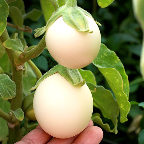 1 szt, Oberżynka Golden Eggs Legutko - Nasiona: Ilość w opakowaniu: 0.1 g