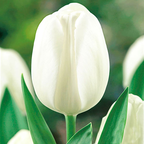 2 szt., Korzystny zakup! Tulipan White Prince - Cebule: Ilość w opakowaniu: 2 szt.