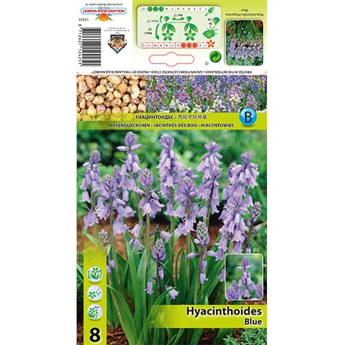 8 szt., Hiacyntowiec hiszpański Blue - Cebule: Ilość w opakowaniu: 8 szt.