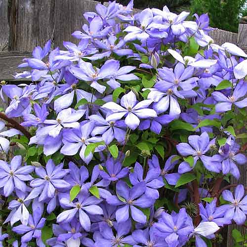1 sadz, Clematis (Powojnik) Mrs Cholmondeley - Sadzonki: Ilość w opakowaniu: 1 sadz