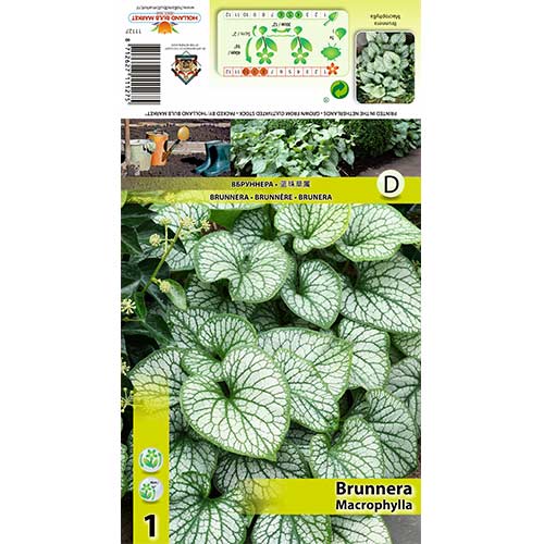 1 szt., Brunnera wielkolistna - Cebule: Ilość w opakowaniu: 1 szt.