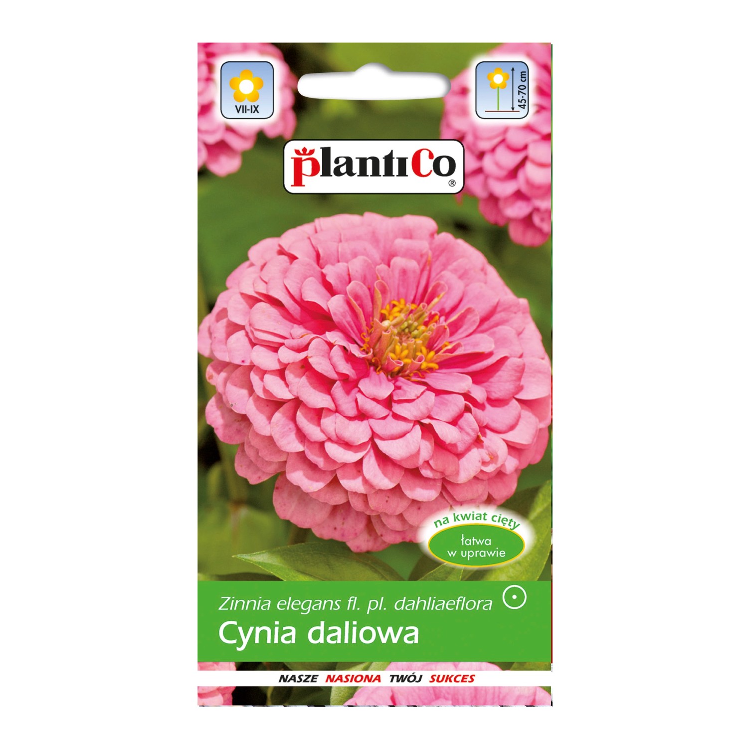 Cynia wytworna Daliowa amarantowo różowa