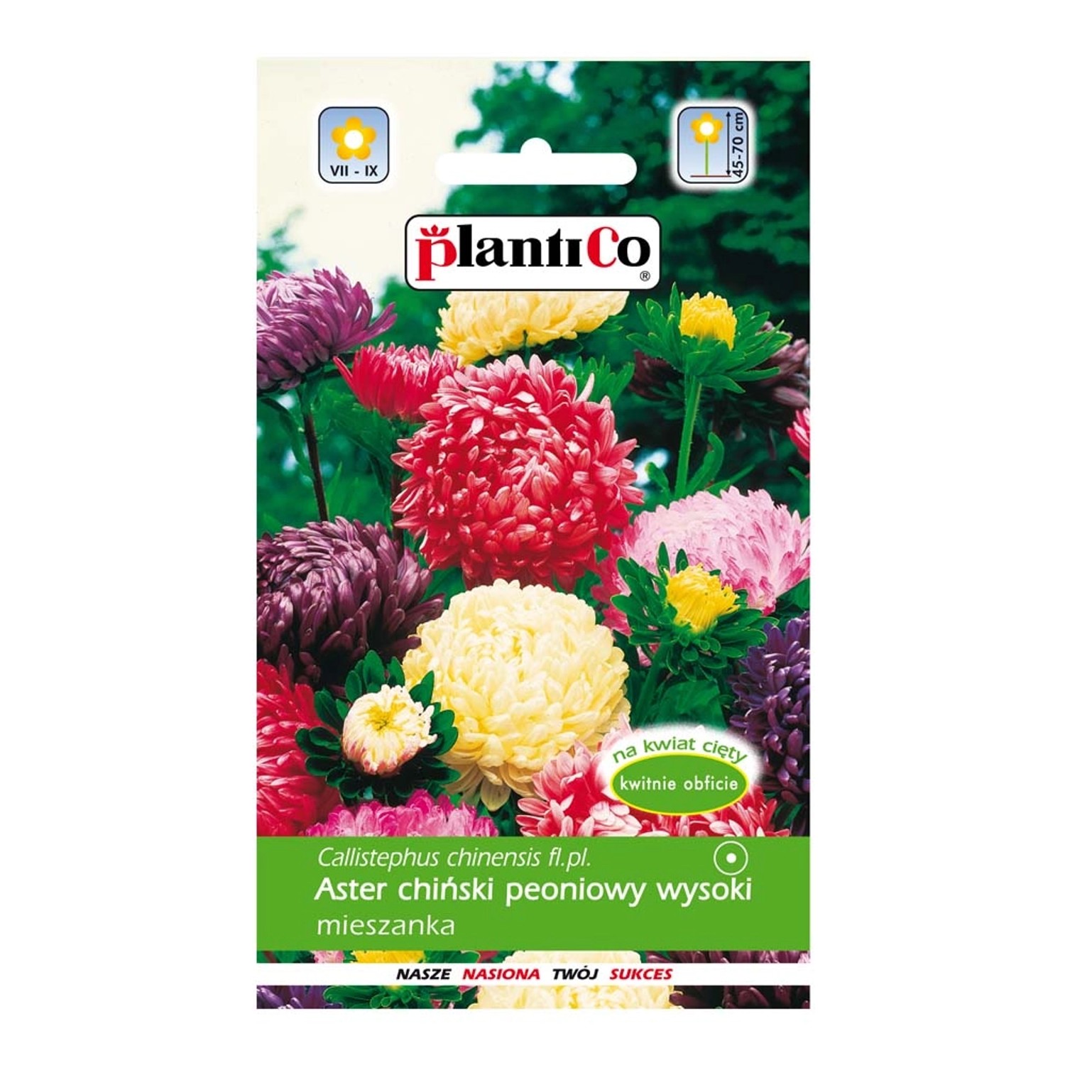 Aster chiński peoniowy mix