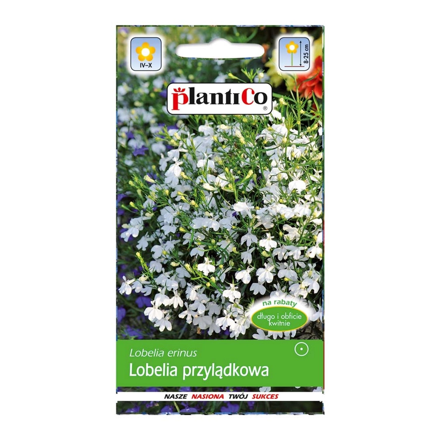 Lobelia przylądkowa - Stroiczka biała
