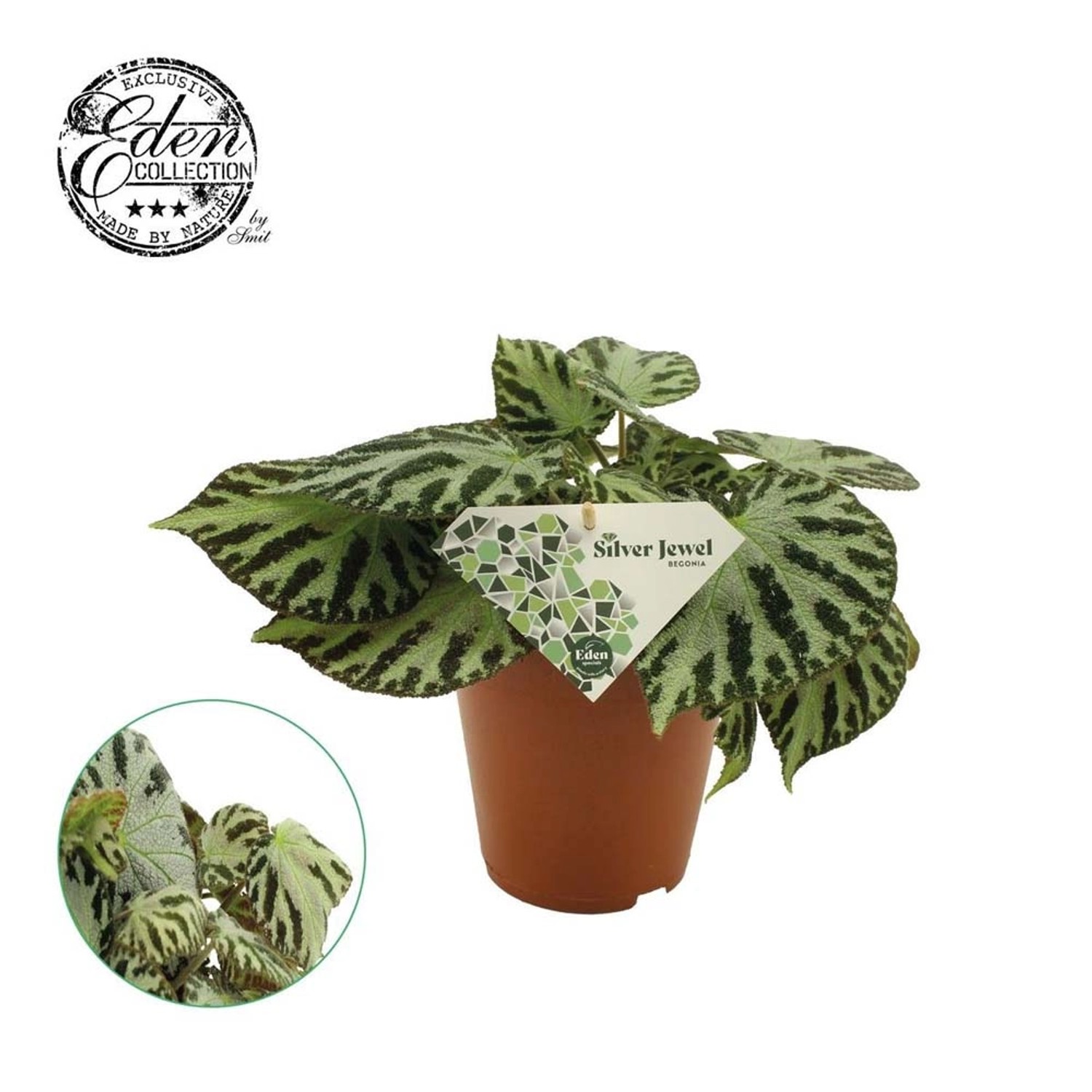 Begonia (Begonia) Silver Jewel - don. 15 cm