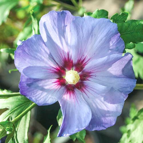 1 buc, Hibiscus Azurri - Răsaduri: Mod de ambalare: 1 buc