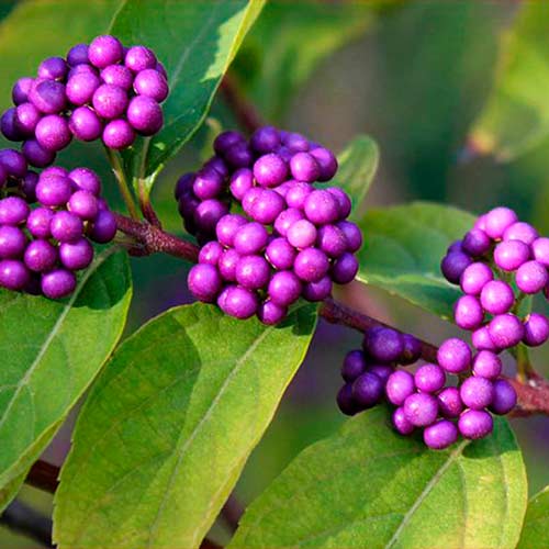 1 buc, Callicarpa Profusion - Puieți: Mod de ambalare: 1 buc