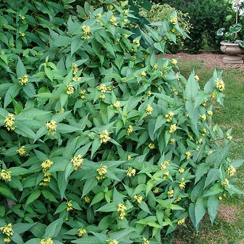 1 buc, Diervilla sessilifolia Butterfly - Răsaduri: Mod de ambalare: 1 buc