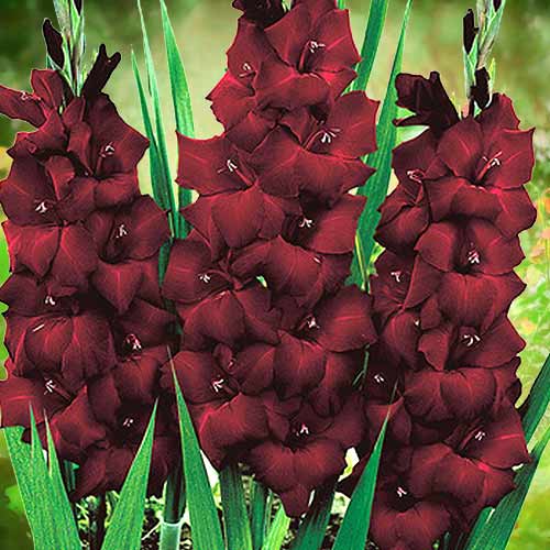10 buc, Gladiole grandiflora Black Sea - Bulbi: Mod de ambalare: 10 buc