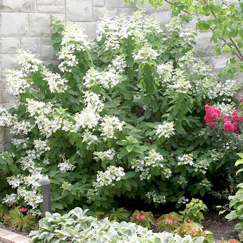 1 buc, Hortensia paniculată Levona - Răsaduri: Mod de ambalare: 1 buc