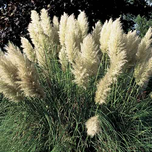 1 buc, Iarbă de pampas Pumila - Răsaduri: Mod de ambalare: 1 buc