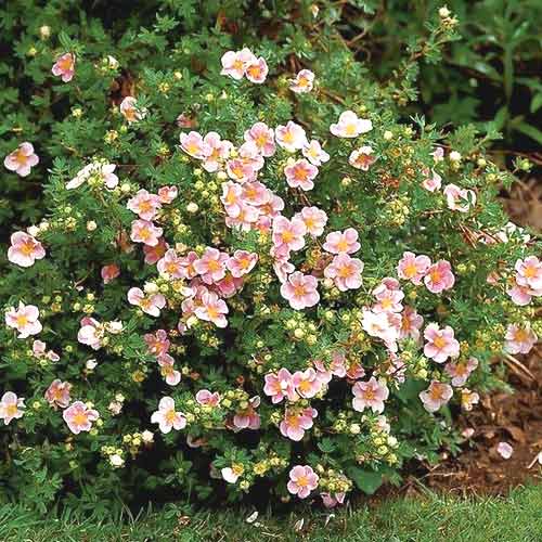 1 buc, Potentilla Lovely Pink PBR, C2 - Puieți: Mod de ambalare: 1 buc