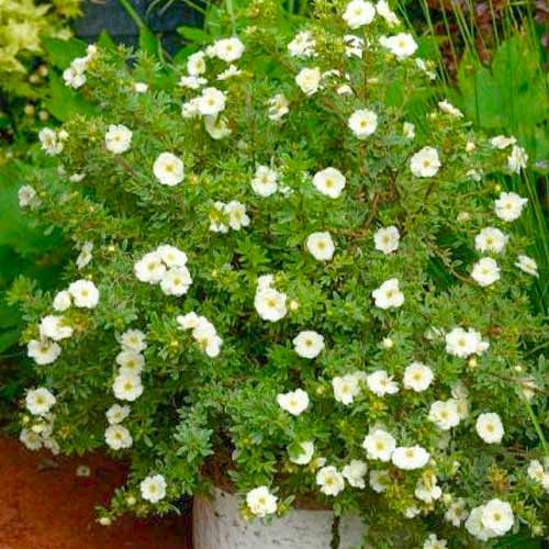 1 buc, Potentilla fruticosa Double Punch Cream - Răsaduri: Mod de ambalare: 1 buc