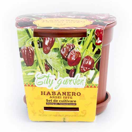 1 pac, Set de cultivare - Ardei iute Mexican Habanero Chocolate - Semințe: Mod de ambalare: 1 pac