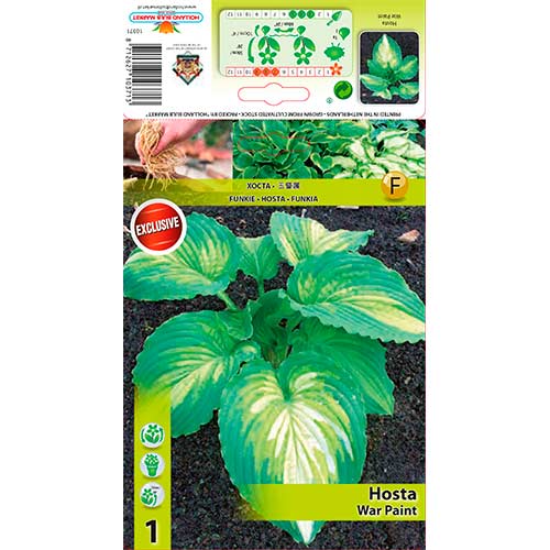 1 buc, Crin de toamnă (Hosta) War Paint - Bulbi: Mod de ambalare: 1 buc